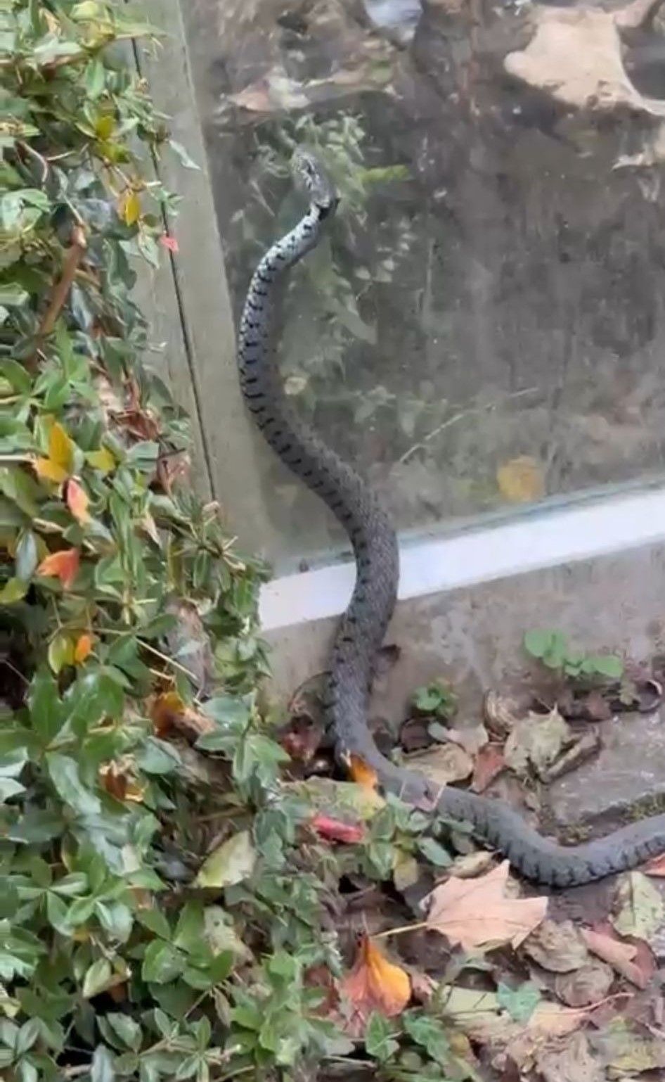 Elle s'encouble sur un serpent qu'elle pense échappé de sa cage