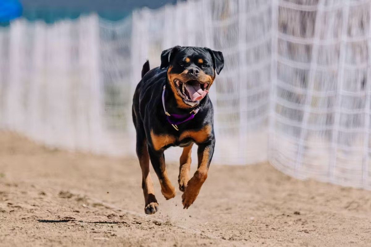 Un Rottweiler déboule devant une maison et blesse deux enfants